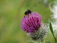 Hummel Distel