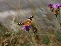 Schmetterling