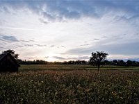 Blumenwiese nahe Ochsenwang