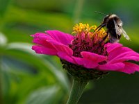 Botanischer Garten Ulm  Herbst (1)