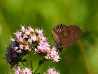 Sommer Schwäbische Alb (2)