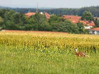 Sommer auf der Alb Heroldstatt 2016