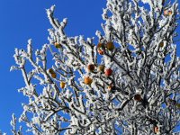 Winter auf der Schwäbischen Alb (7)