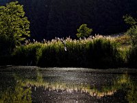 Donauarm bei Rechtenstein Sommer 2014